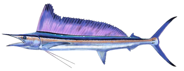 Tetrapturus angustirostris