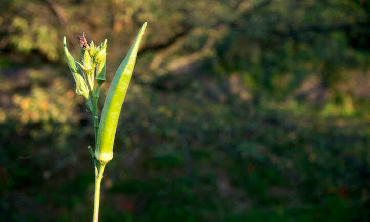 Выращивание бамии гарантирует, что у вас всегда будет источник этого южного основного продукта! Источник: Альсид ОТА