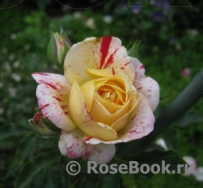 Именно в это фото на RoseBook.ru я влюбилась!!!