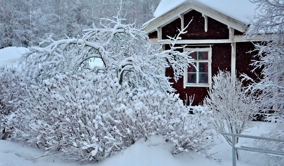 Со снегом этому саду повезло 
