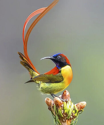 Солнечный колибри