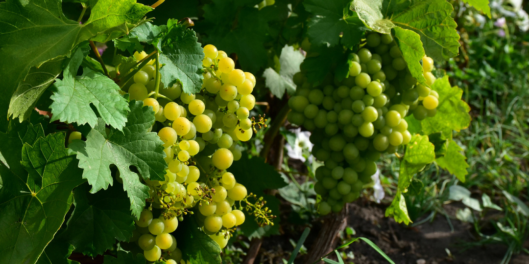 Обязательные работы в винограднике в октябре, благодаря которым винограда завязывается в 2-3 раза больше, чем обычно