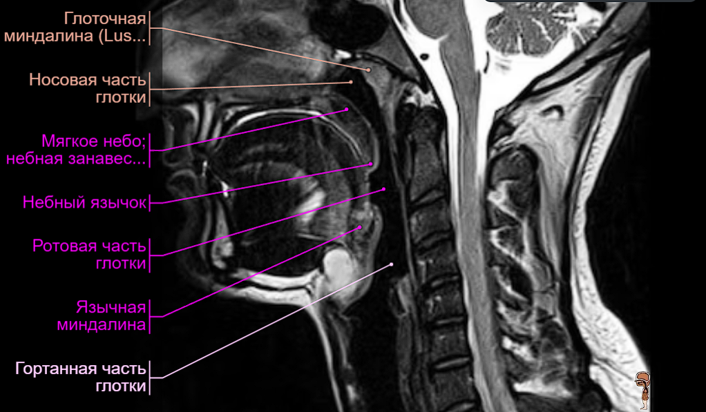 Анатомия и физиология миндалин | Анабио | Дзен