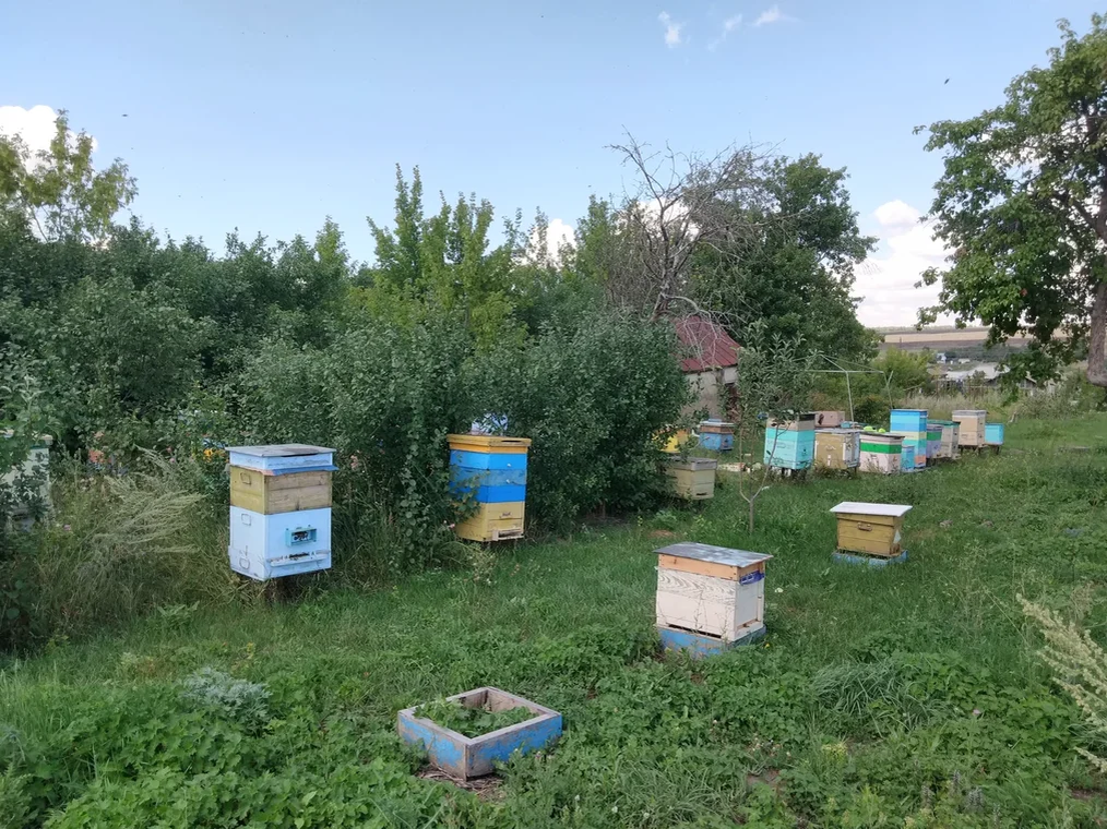 Часть моей пасеки в 2019 году.