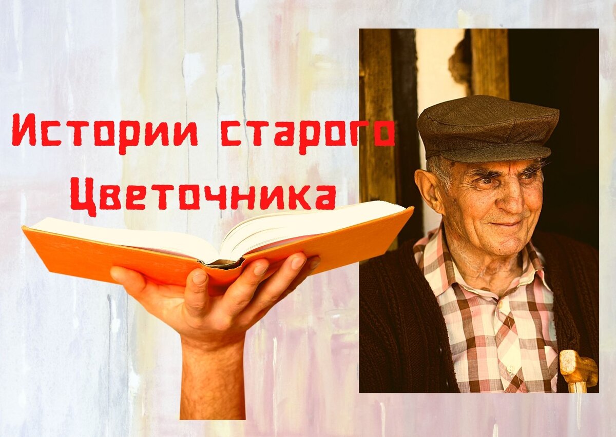 Этот Цветочник навсегда в моём сердце (коллаж автора by Canva)