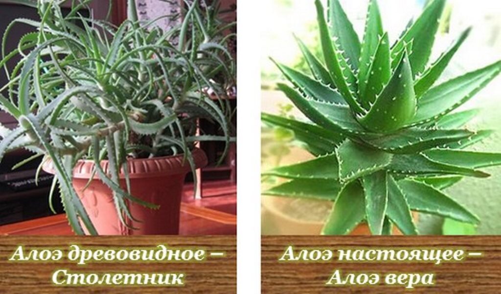 Алоэ: описание, выращивание и уход.🌿