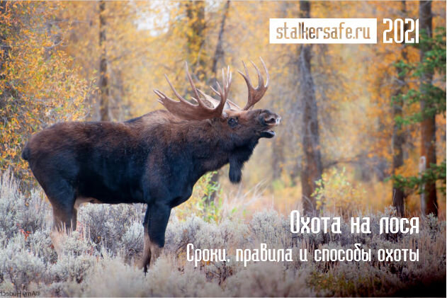 Интернет-магазин Stalkersafe.ru