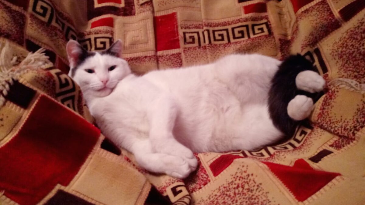 Мамина кошка-селянка изящно обвернула своим хвостом прелестные ноги. Её точно полоть не заставишь, а вот мышей ловит - отменно. 