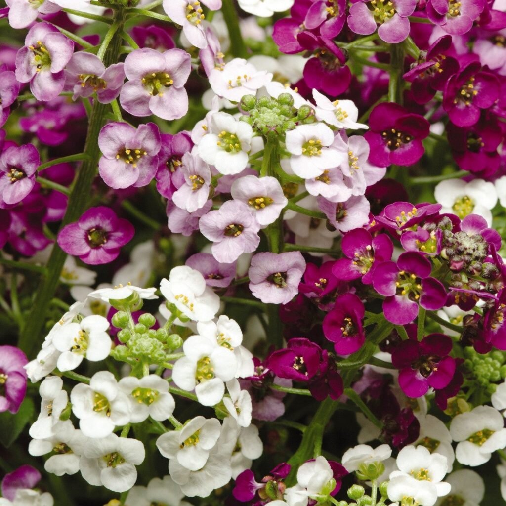Ароматные садовые цветы однолетники фото и название