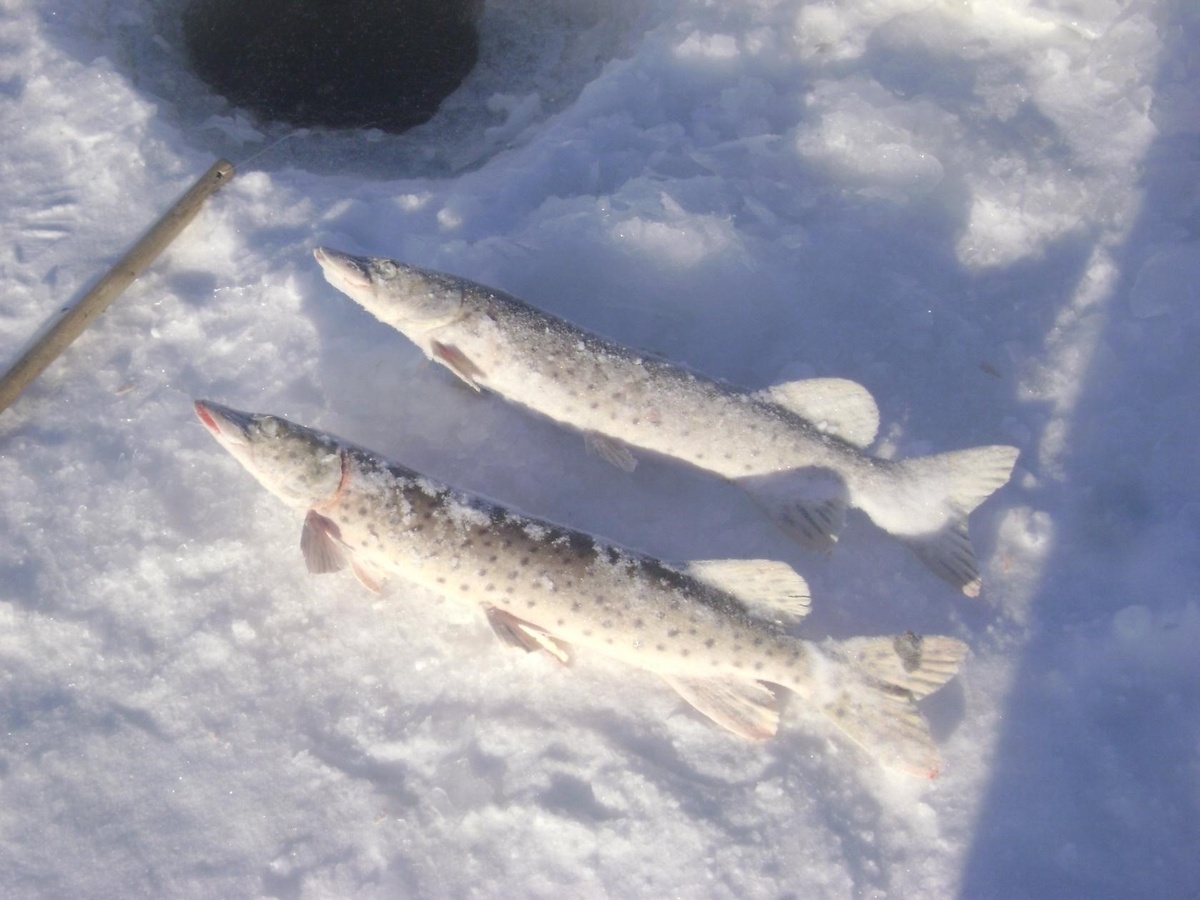 Улов. Личное фото автора