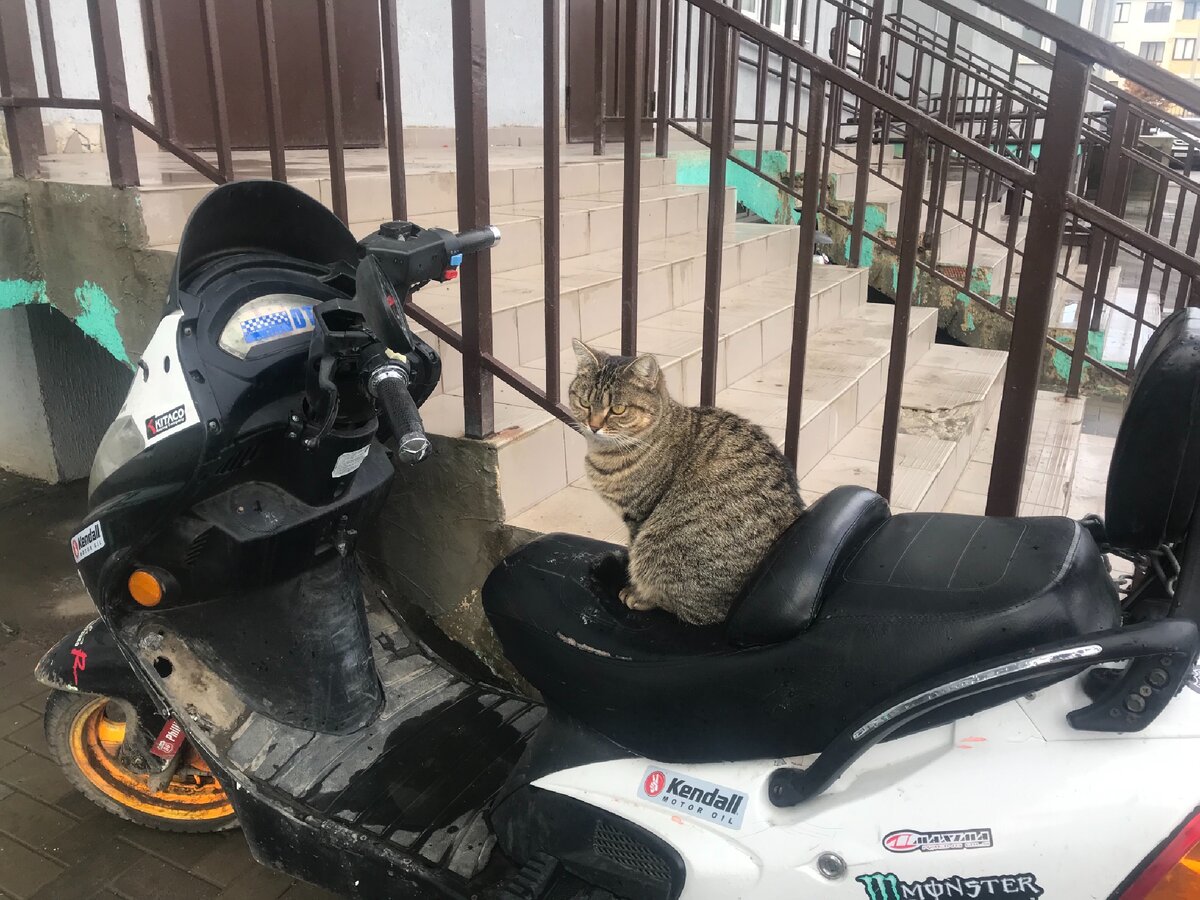 😺 Краснодарский байкер