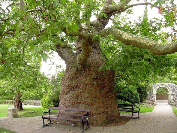 И это тоже платан. Фото: из открытых Интернет-источников