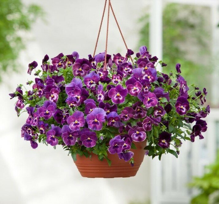 Ампельная виола в подвесном кашпо в благородно-фиолетовых тонах