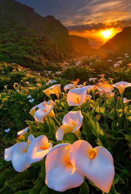 Calla Lily Valley. Фото из открытых источников.