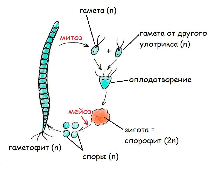 Что такое спорофит у водорослей. Оплодотворение улотрикса. Гаметы водорослей. Гаметофит улотрикса.