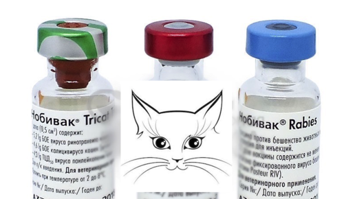 Вакцины для кошек. Русские вакцины для кошек. Кошачьи вакцины которые ушли. Вакцинация кошек Красноярск.