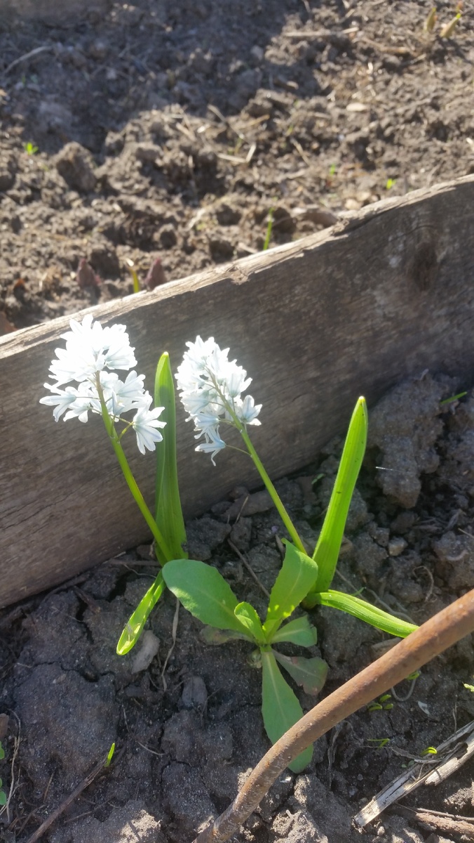 И пушкиния...