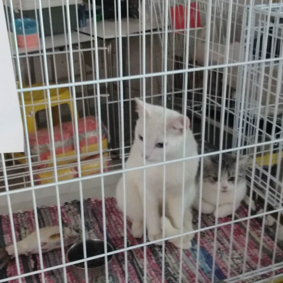 Котики, которых отдавали в добрые руки на выставке-личные фото автора) листайте