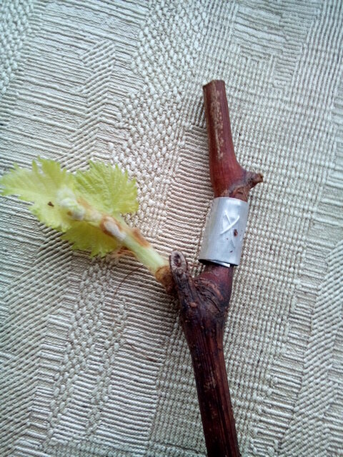 Открывшаяся проблемная почка дала прекрасный  зеленый виноградный росток  