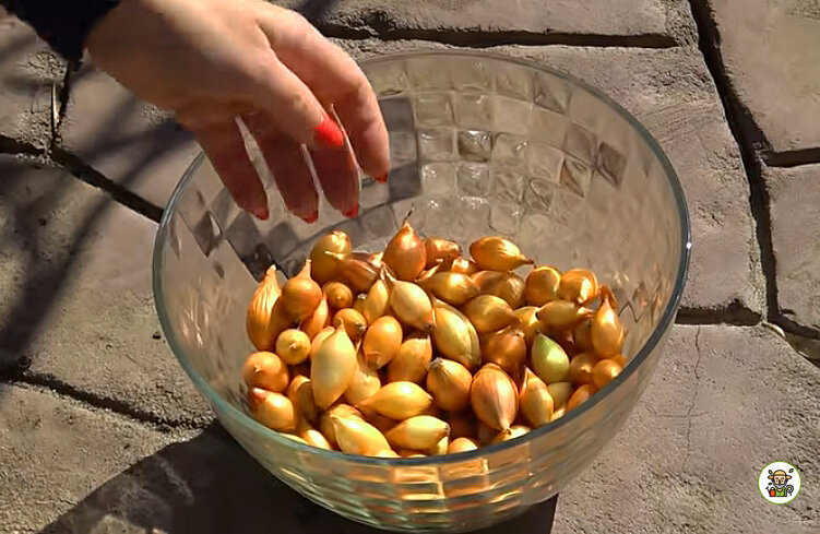Лук севок для посадки