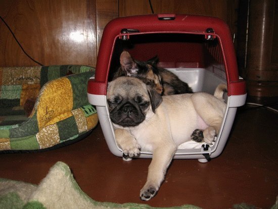 Малышка Соня с кошкой Дашкой