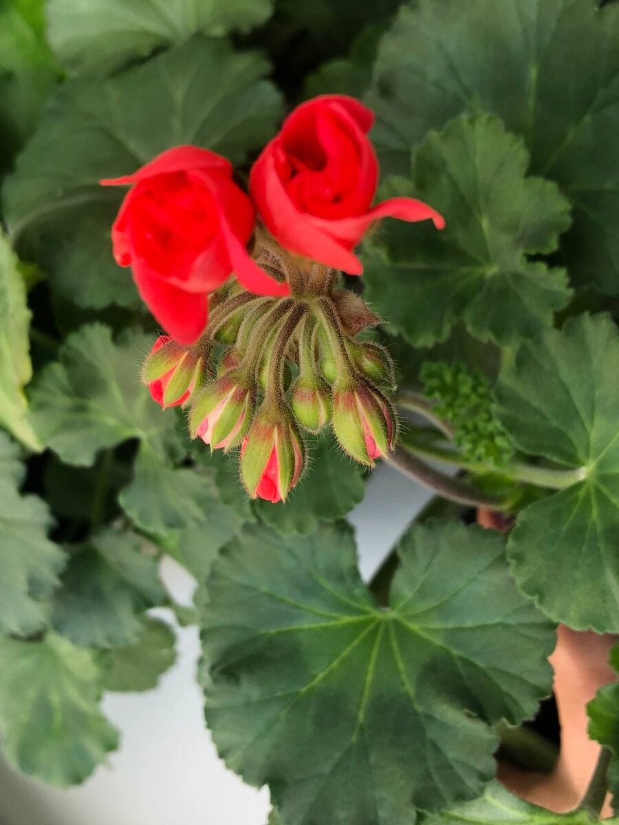 Фото автора. Красота зарождается 😍