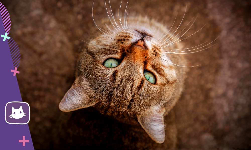 Хозяева кошек утверждают, что их питомцы прекрасно распознают слова.