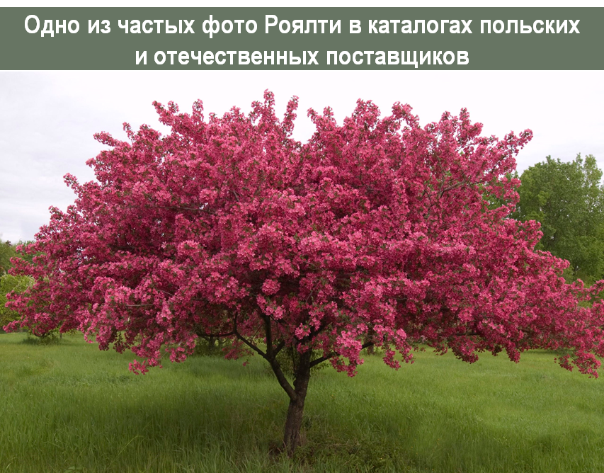 авторство установить не удалось