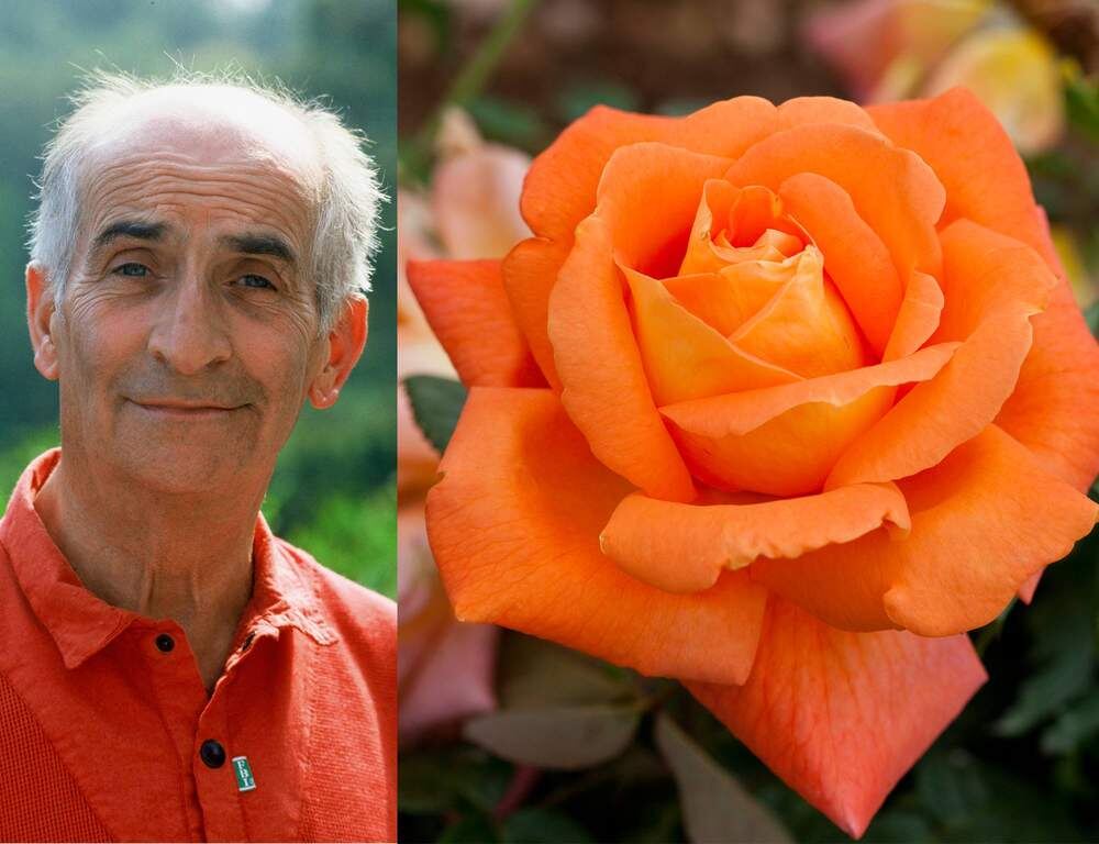 Луи де Фюнес и его гордость - роза « Louis   de   Funes » , выведенная им лично