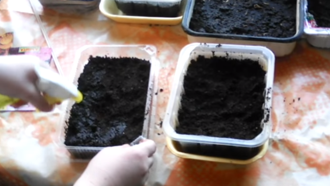 Как посеять мелкие семена небольшими кучками сразу в горшочках