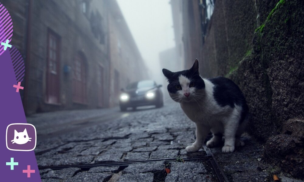 😿Что делать и куда обращаться, если ваша кошка потерялась | Нос, хвост, лапы | Дзен