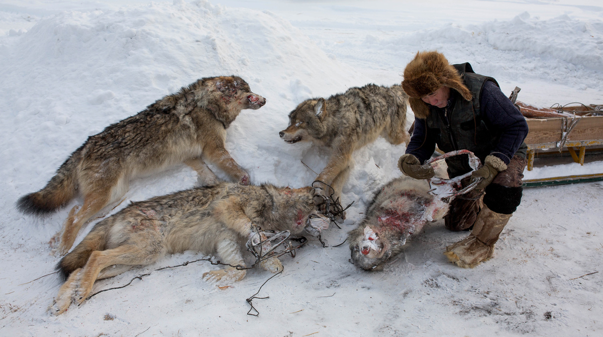Ежегодно в Якутии в среднем добывают до 2-3 тысяч волков