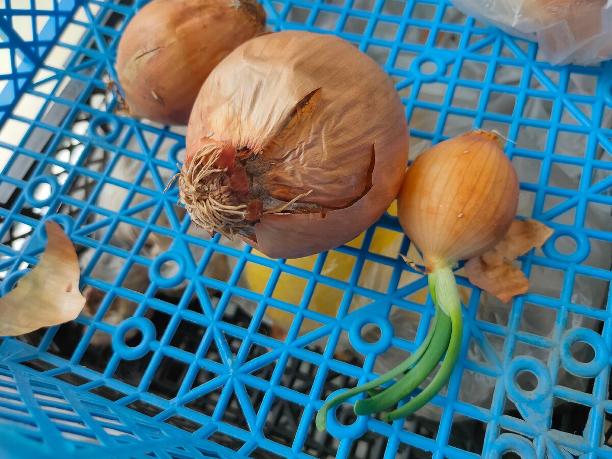 Такой лучок уже не поджаришь