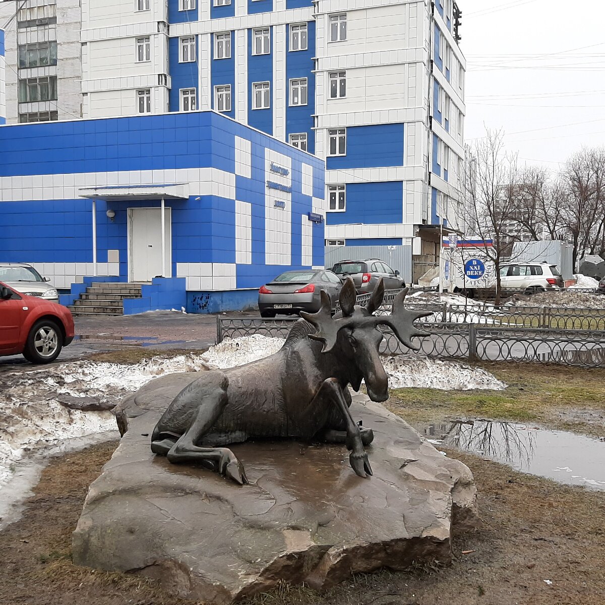 Одинокий лось. Все фото автора