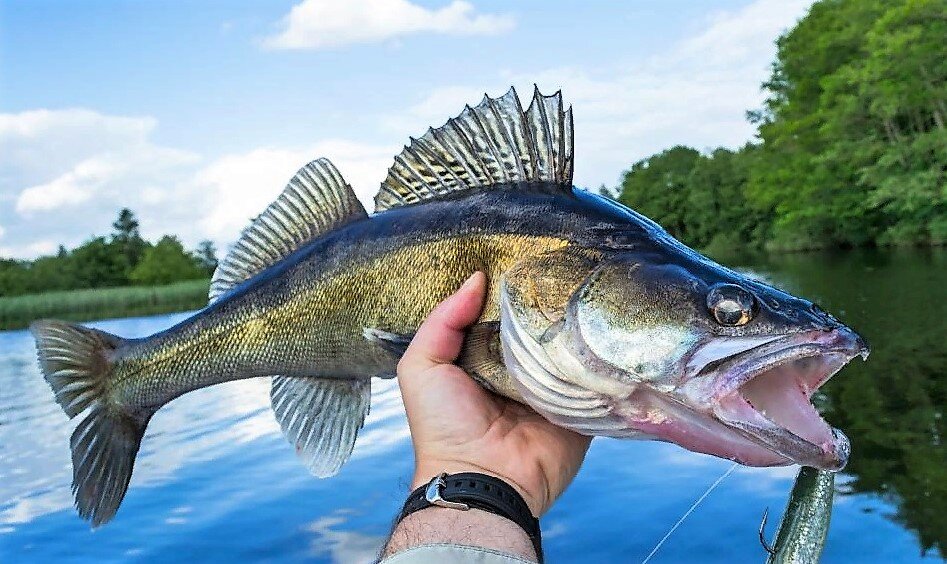 Автор фото https://dofish.ru/wp-content/uploads/2021/01/north-american-walleye.jpg