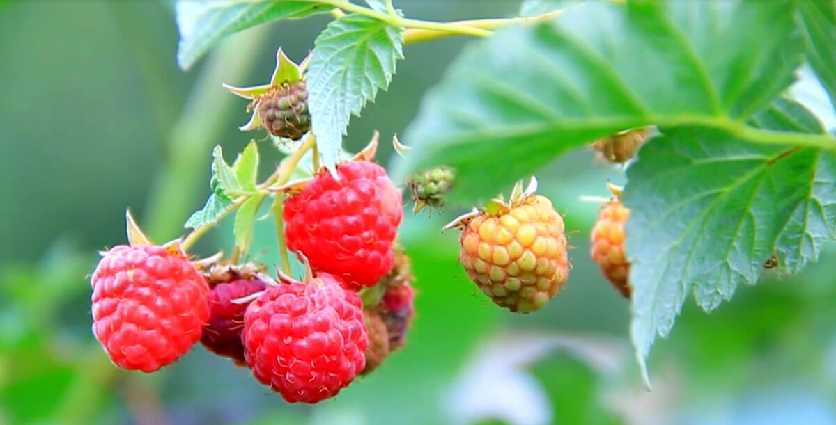 Малина плодоносит всего полтора месяца. За это время нужно успеть собрать урожай.