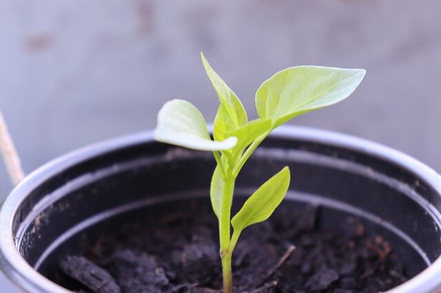 https://pixabay.com/