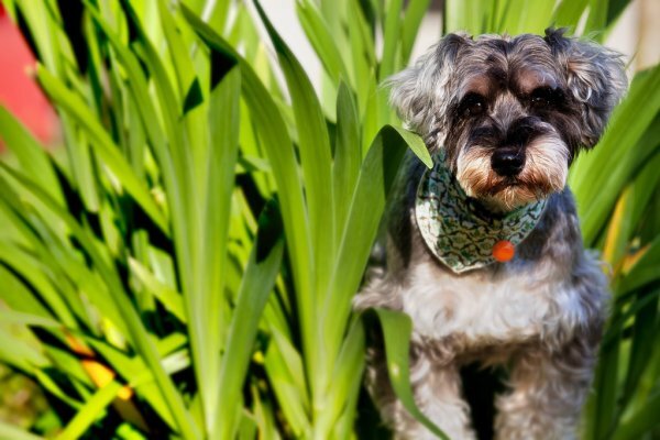 Список растений, запрещенных к употреблению в пищу собакам