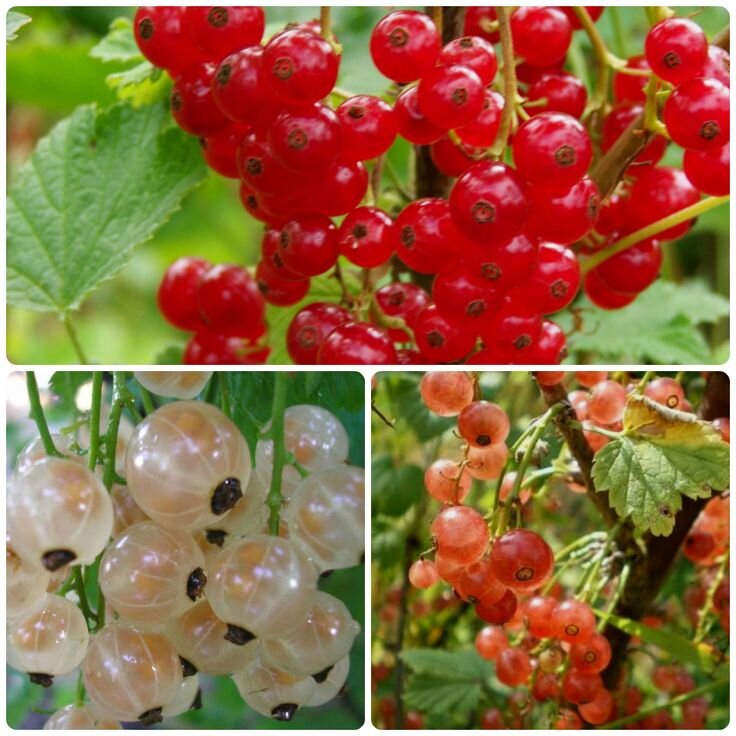 Фото из интернета