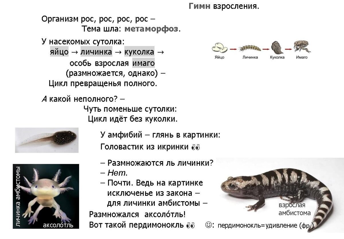 Отрывок из книги "Звёздные УМКи. Школьный курс в стихах-запонималках: математика, информатика, физика, химия, биология"