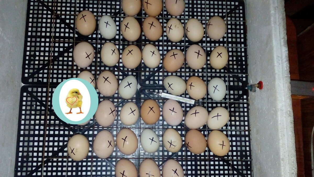 Сегодня заглядывала на 5 минут, чтобы проветрить. Фото будущих цыплят🐥. Подписывайтесь на канал, чтобы наблюдать за нами!