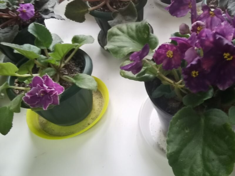 Фиалки. (Фото используется по стандартной лицензии ©ogorodnye-shpargalki.ru)