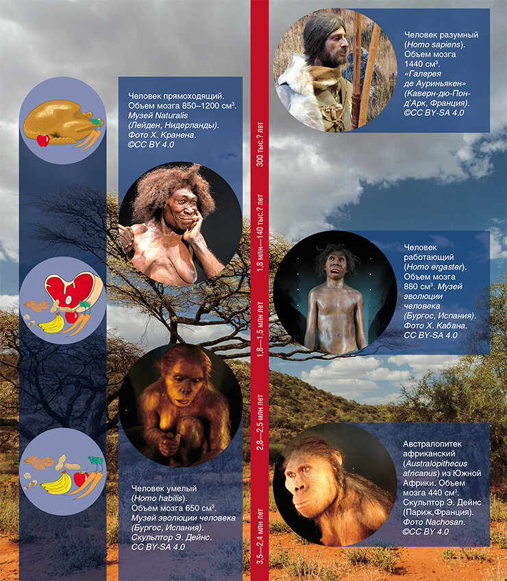 В процессе эволюции человека условия его жизни и питания радикально поменялись