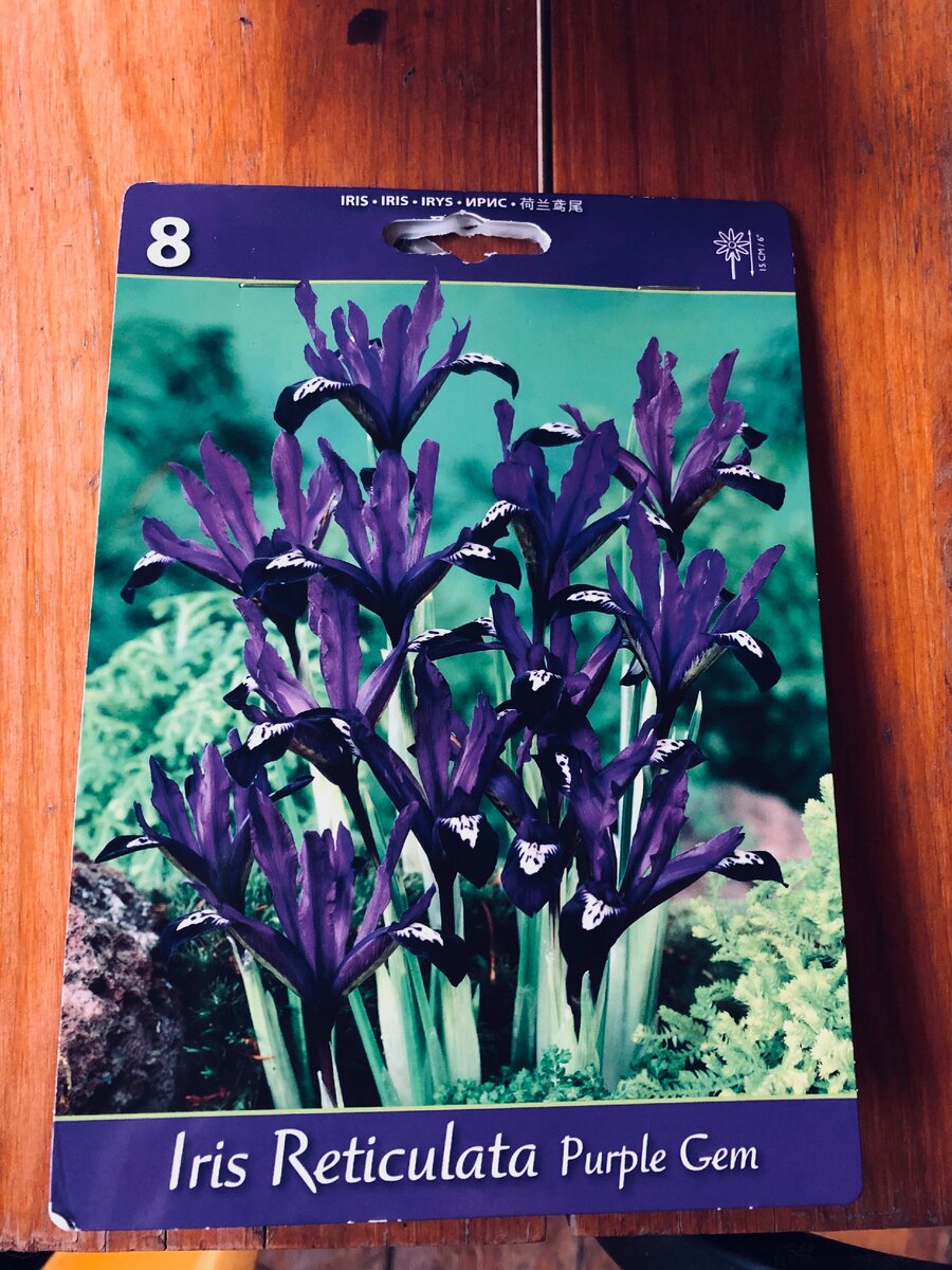 Упаковка с луковицами одного сорта. Везде фото автора. 