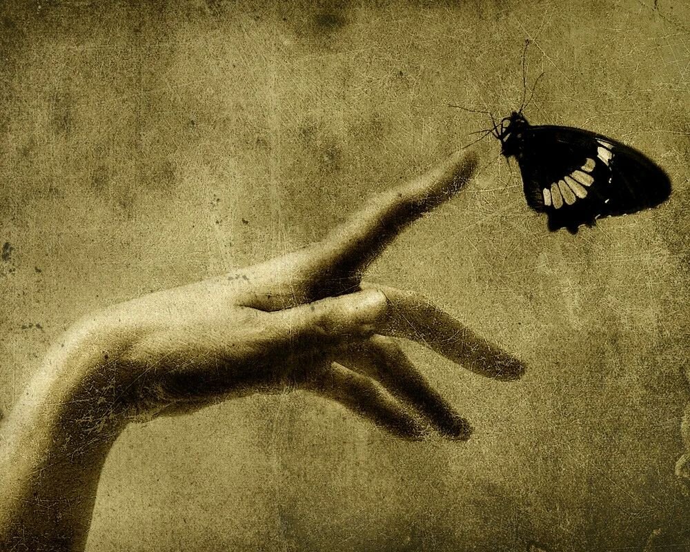 На руку бабочка