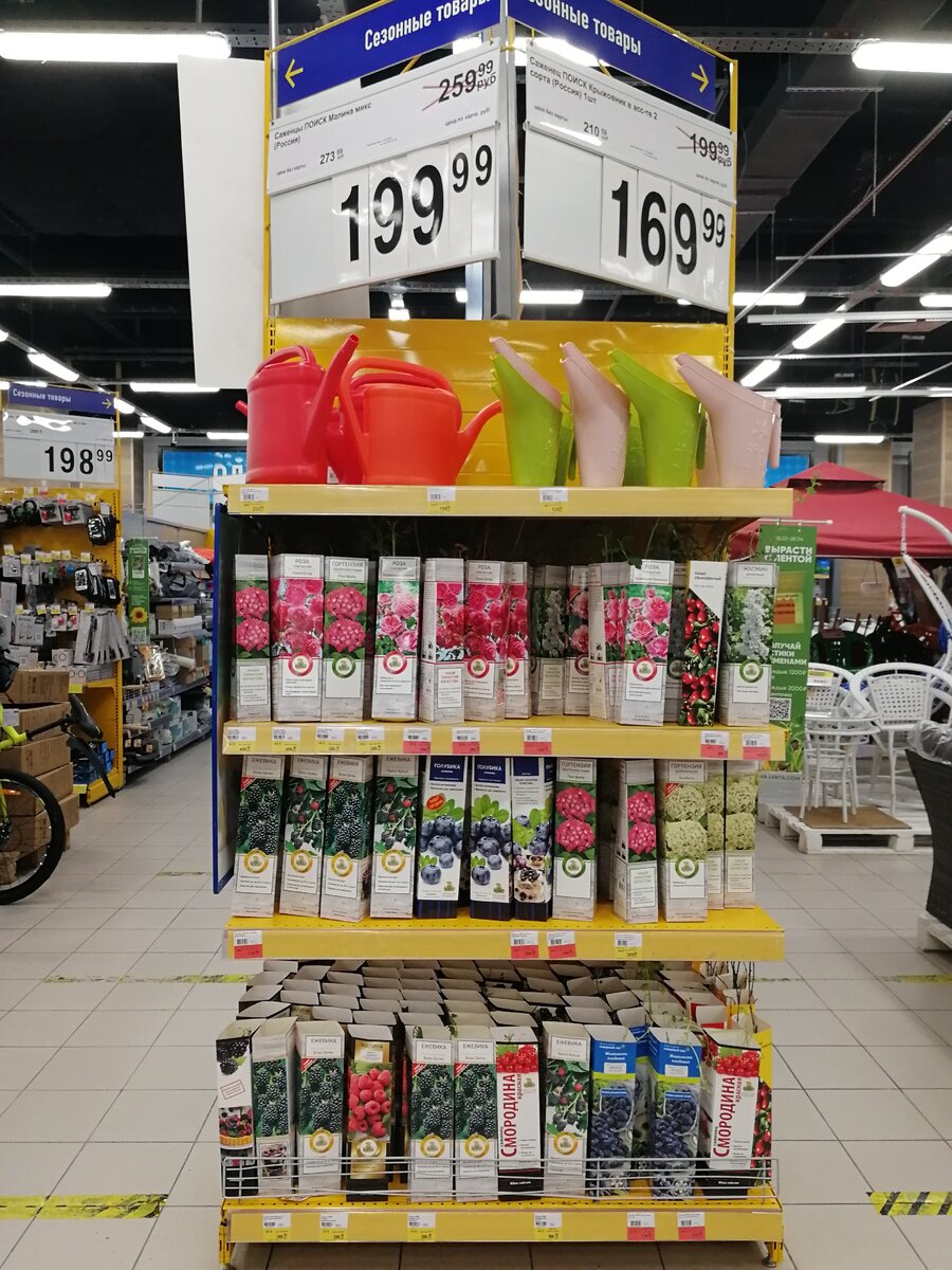 Саженцы Поиск в Ленте