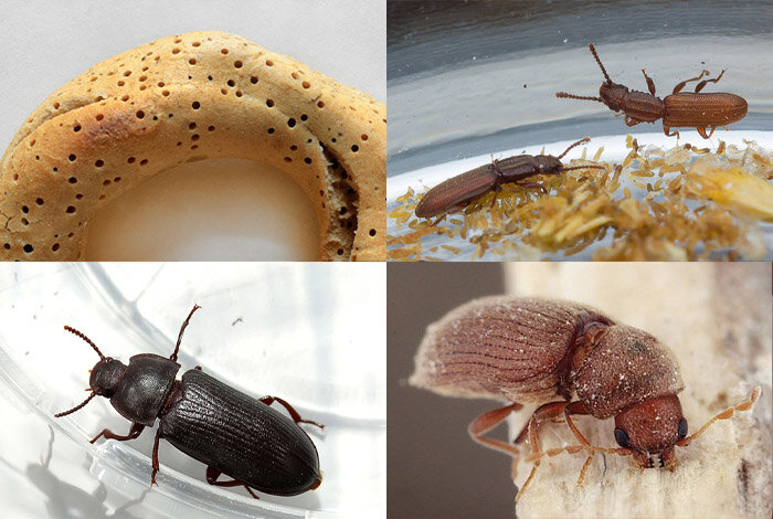 Какие жуки заводятся в муке и крупах?