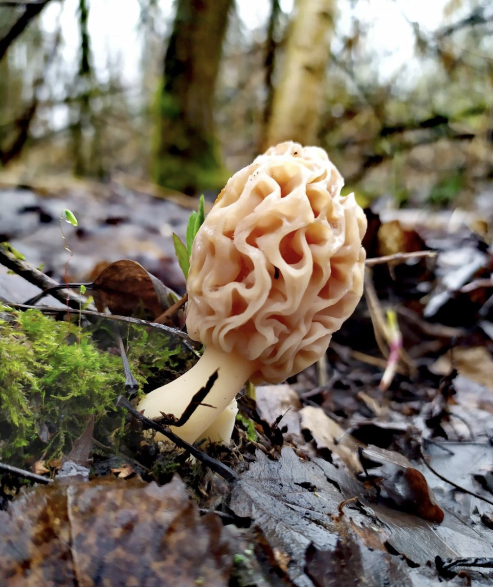 Весенний гриб похожий на сморчок. Сморчки грибы. Королевский сморчок. Весенние грибы сморчки. Сморчок обыкновенный.