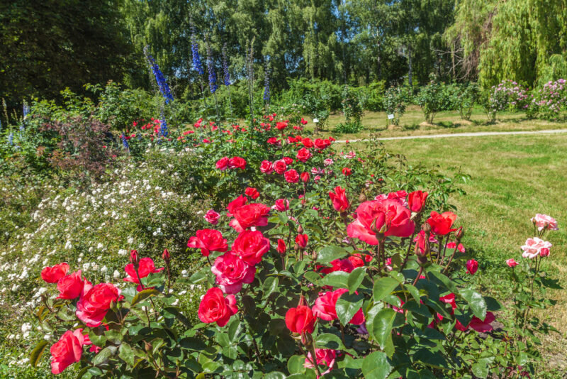 Штамбовые розы. Иллюстрация для статьи используется по стандартной лицензии ©dachnyedela.ru