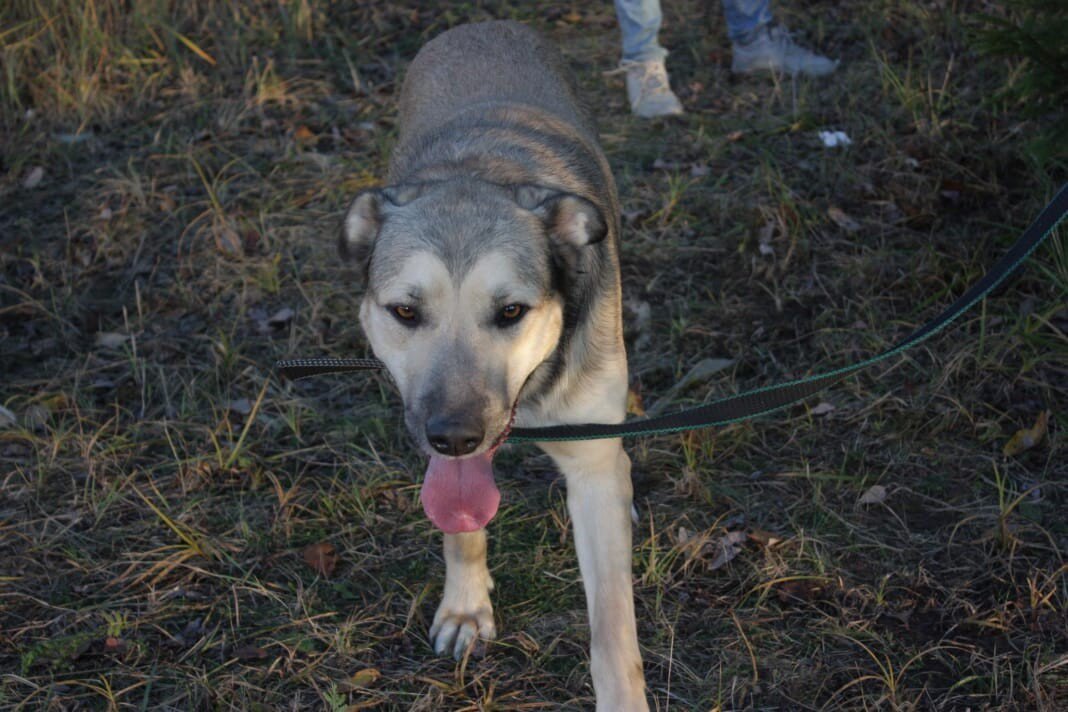 Пряник приехал в приют "Зеленоград" в 2018 году